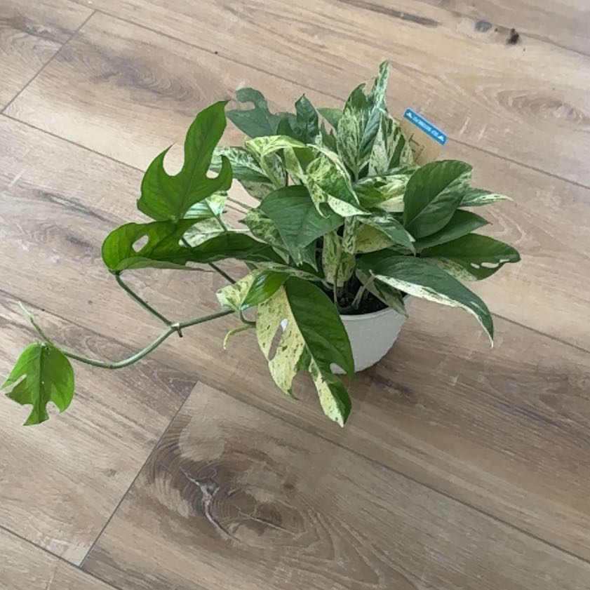 Photo of the plant species Pothos Glacier by @Niksgarden named Pax on Greg, the plant care app