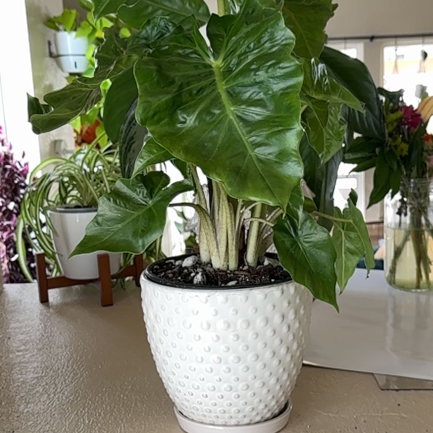 Photo of the plant species Calidora Elephant's Ear by @Niksgarden named Elle Alocasia - Trader Joes on Greg, the plant care app