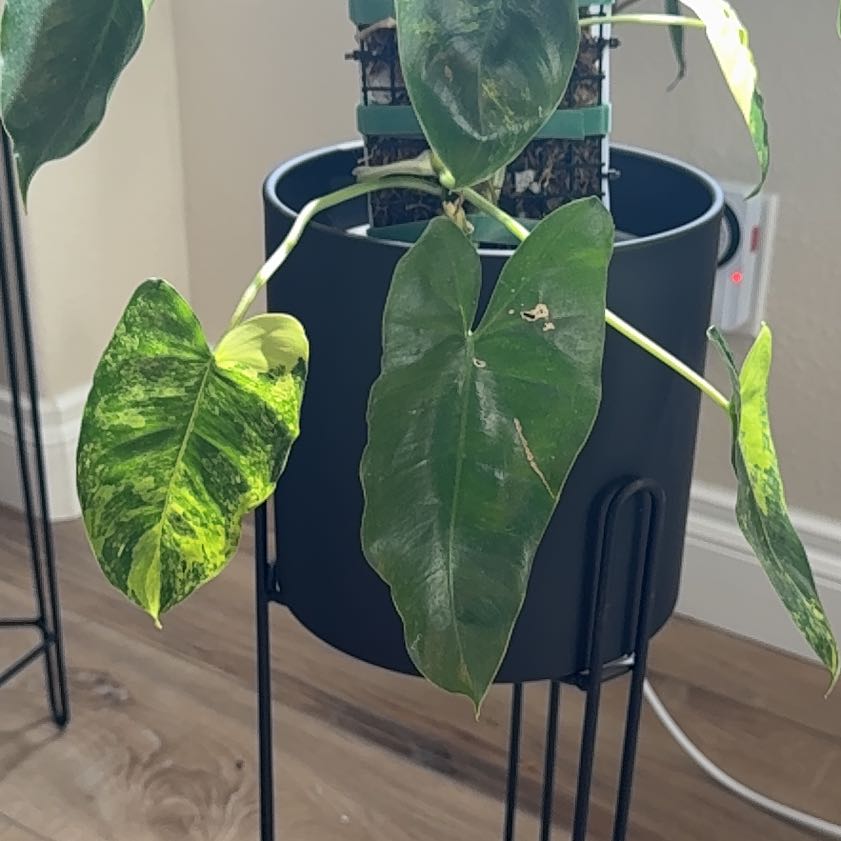 Photo of the plant species Burl Marx Philo by @Niksgarden named Madonna on Greg, the plant care app