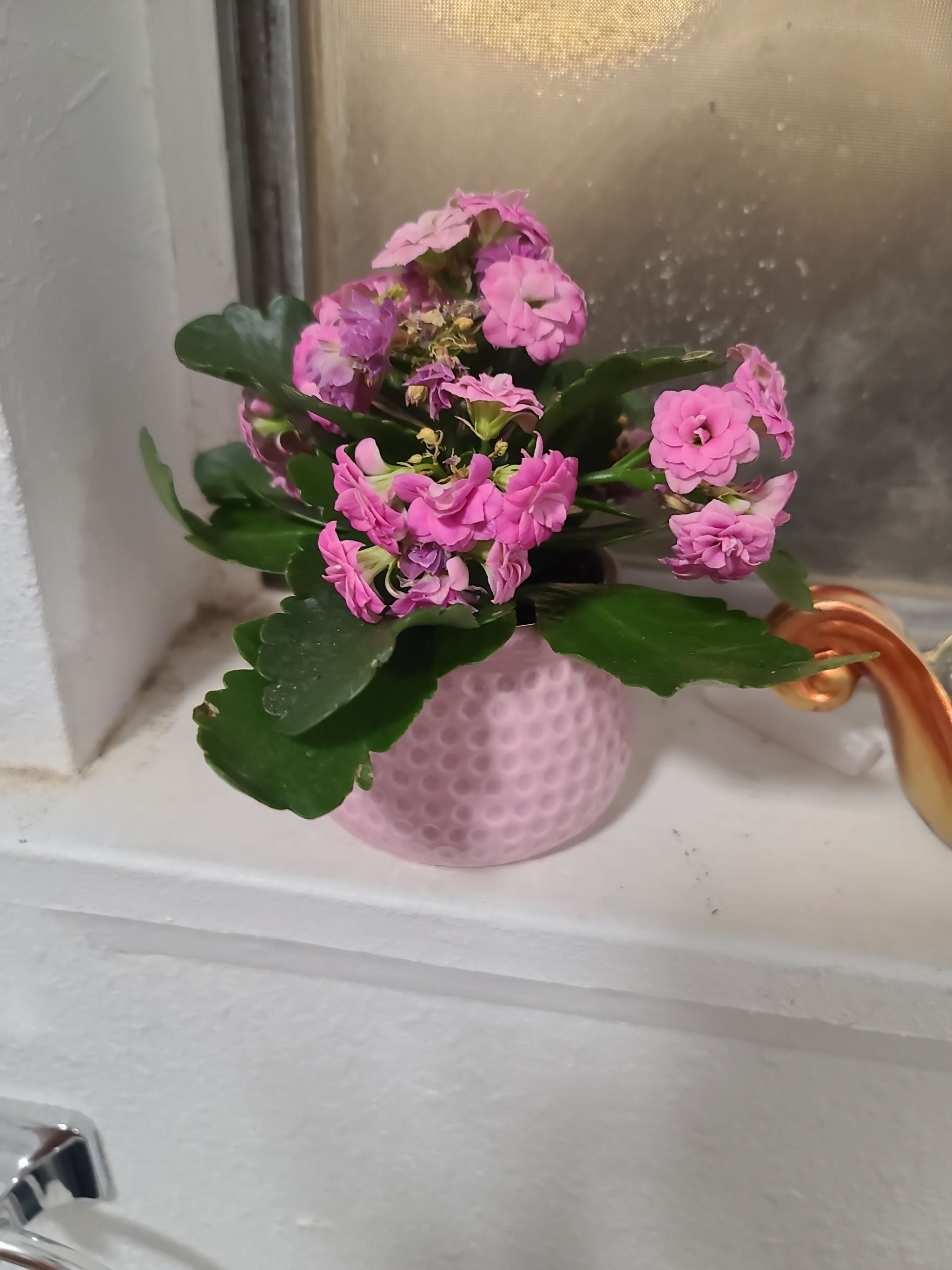Kalanchoe 'Little Dragon' PP34248 How Much Water & Light Does it Need