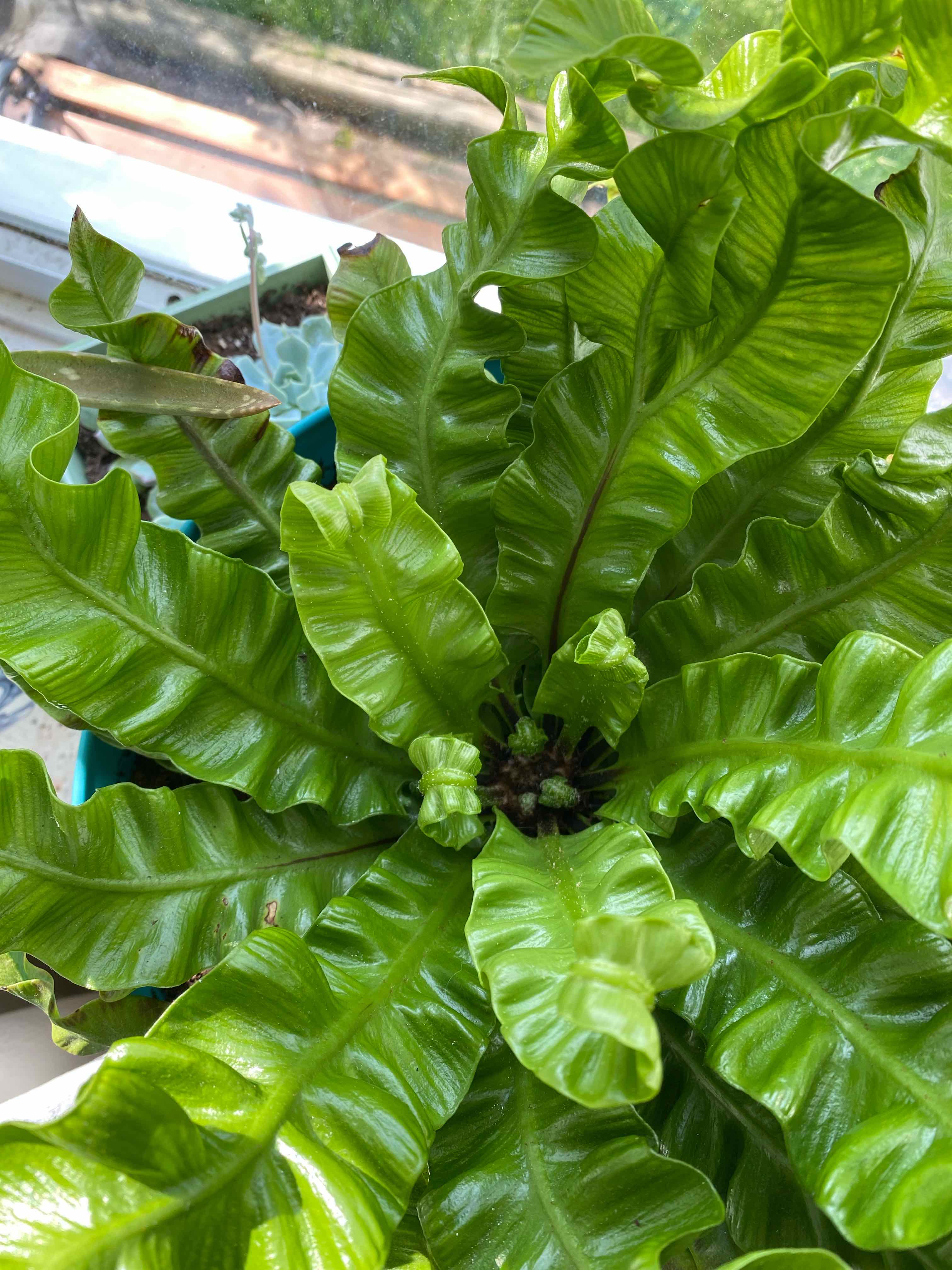 Hart's Tongue Fern with vibrant, glossy green leaves, appearing healthy and well-framed.