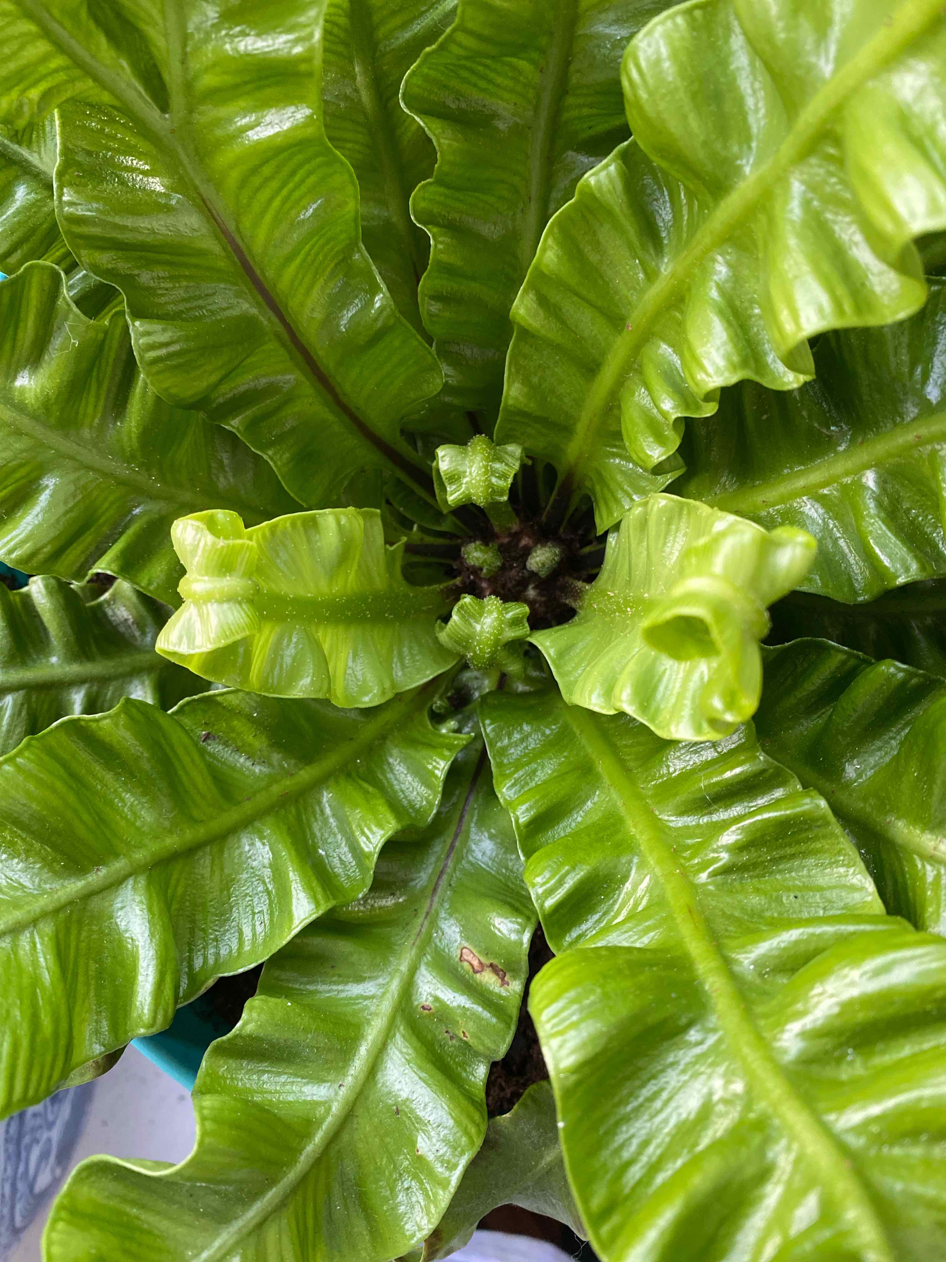 Hart's Tongue Fern with vibrant, glossy green leaves, appearing healthy.