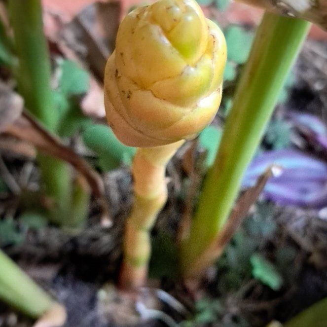 Photo of the plant species Beehive Ginger by @DistinctAlula named Baesil on Greg, the plant care app