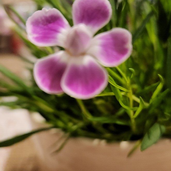 Photo of the plant species Cuckooflower by @UpfrontGerbera named Kardashian on Greg, the plant care app
