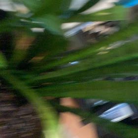 Photo of the plant species Bungalow Palm by Alvera named Stella on Greg, the plant care app