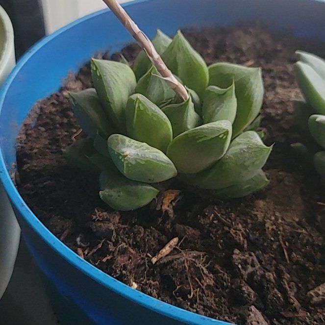 Photo of the plant species Haworthia cuspidata 'Variegata' by @GreatCentro named Gomez on Greg, the plant care app