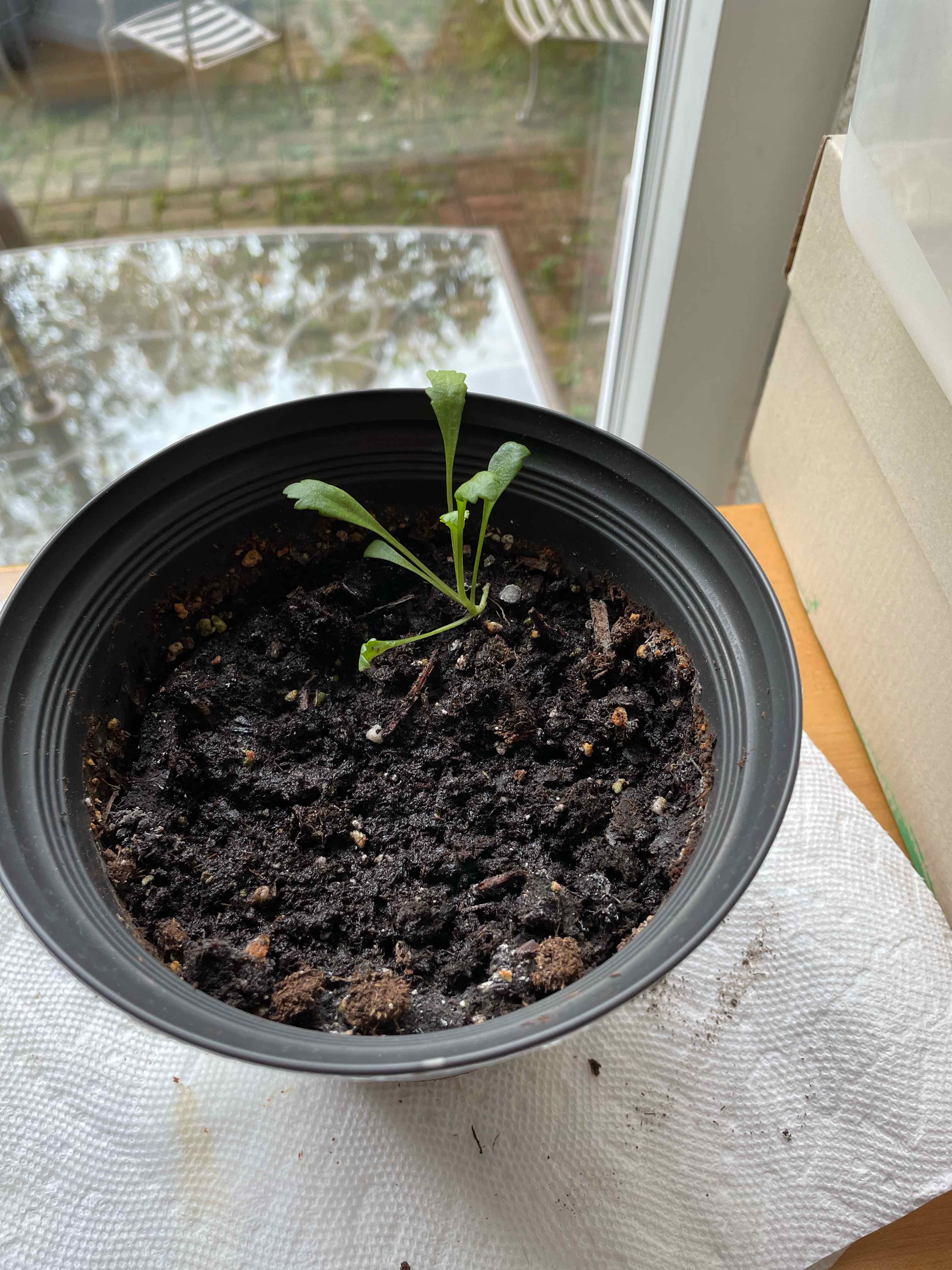 Young Shasta Daisy plant in a black pot with dark soil, placed indoors near a window.