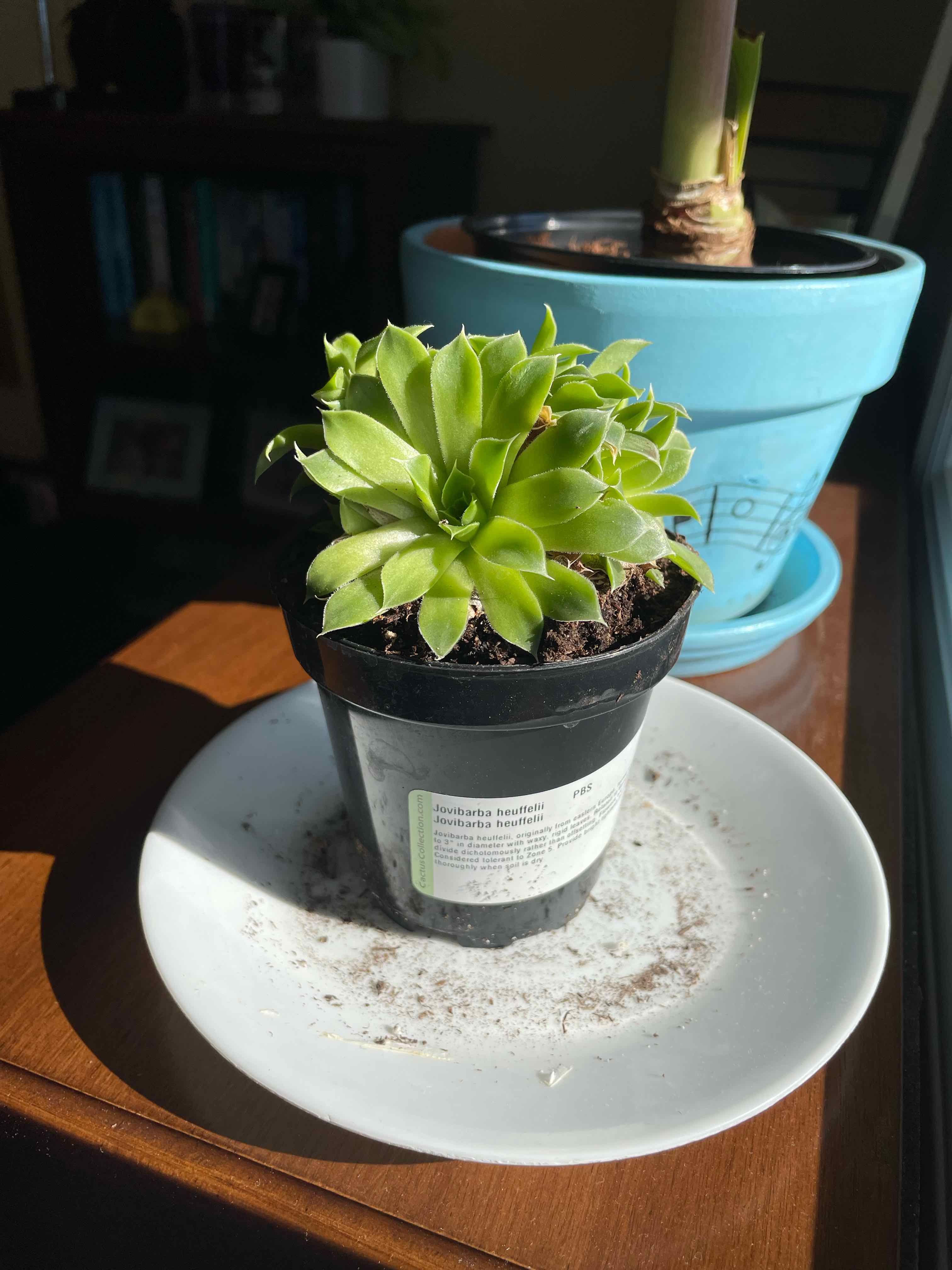 Plant care for Bearded Houseleek on Greg, the plant care app