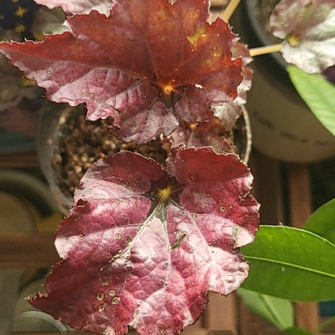 Photo of the plant species begonia rex by @tinyspork named Denali on Greg, the plant care app