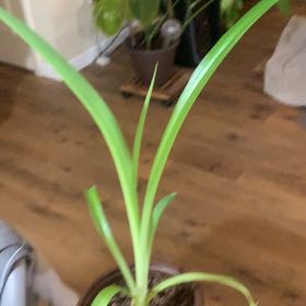 Photo of the plant species Beach Spiderlily by @HealthfulKaraka named Lavender on Greg, the plant care app