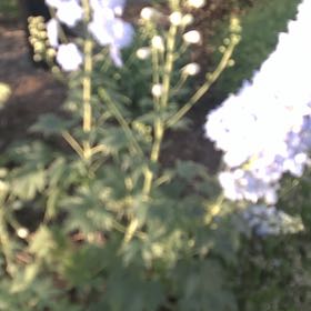 Photo of the plant species Candle Larkspur by @HealthfulKaraka named Figyonce on Greg, the plant care app