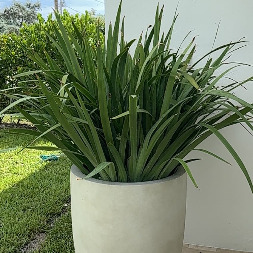 Photo of the plant species Walking Iris by @YiftHoyarosita named Twins on Greg, the plant care app