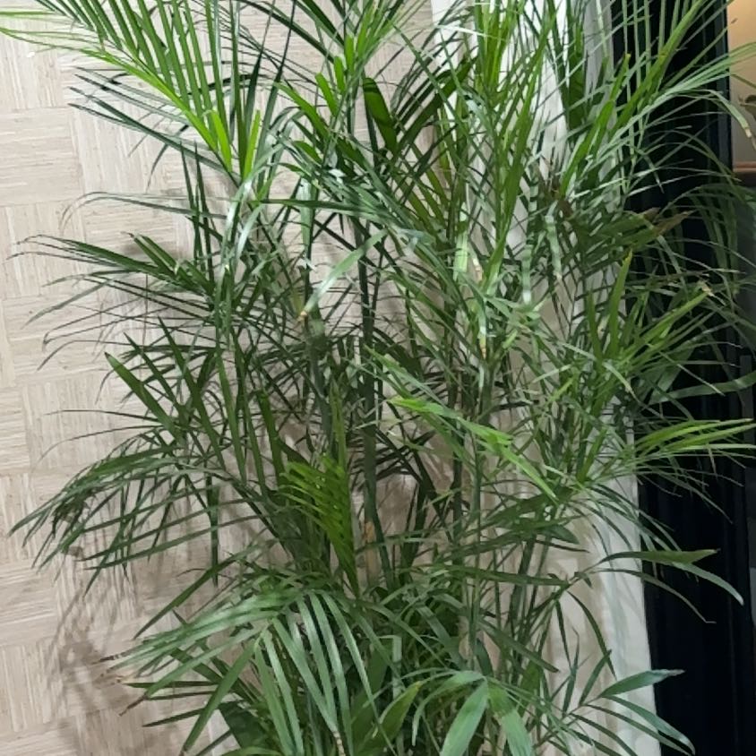 Photo of the plant species Bamboo Palm by @YiftHoyarosita named Kylie on Greg, the plant care app