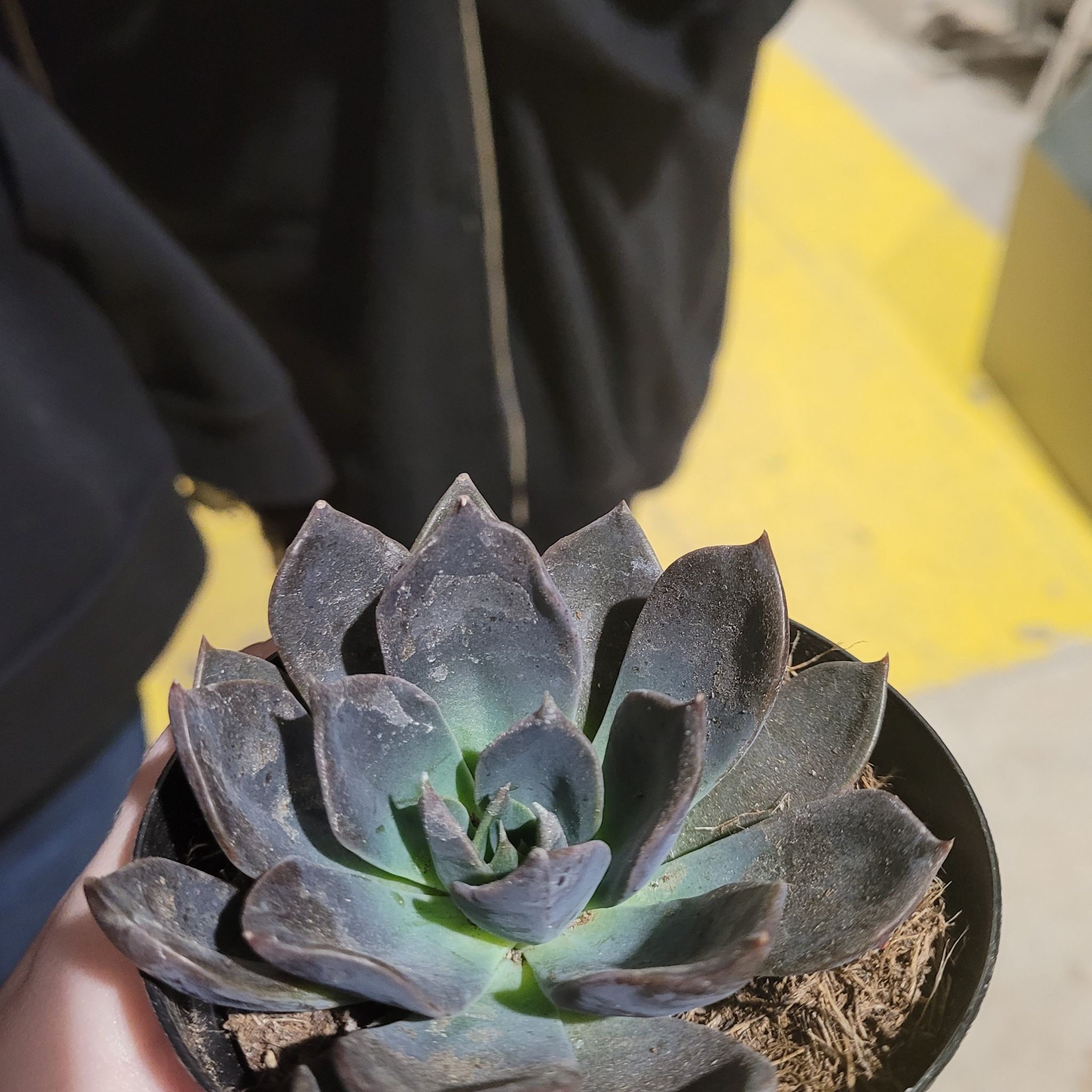 Echeveria 'Dark Moon' succulent held in a small pot with visible soil.
