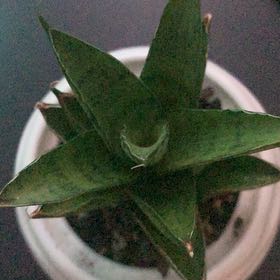 Photo of the plant species Sanseveria Gabriella by @GodsendLionsear named Hemingway on Greg, the plant care app