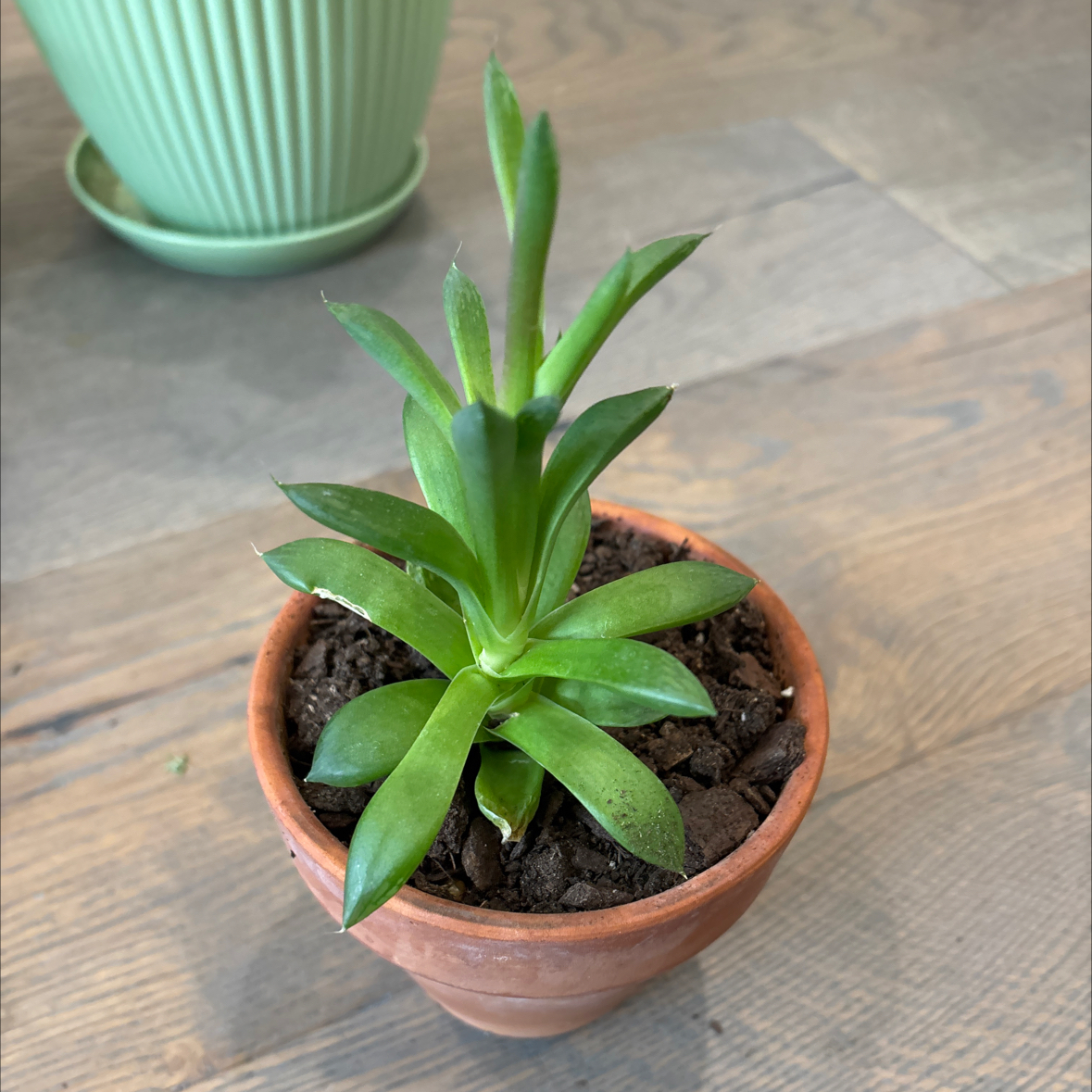 Photo of the plant species Star Window Plant by @ContentlyMango named Huckleberry Fern on Greg, the plant care app