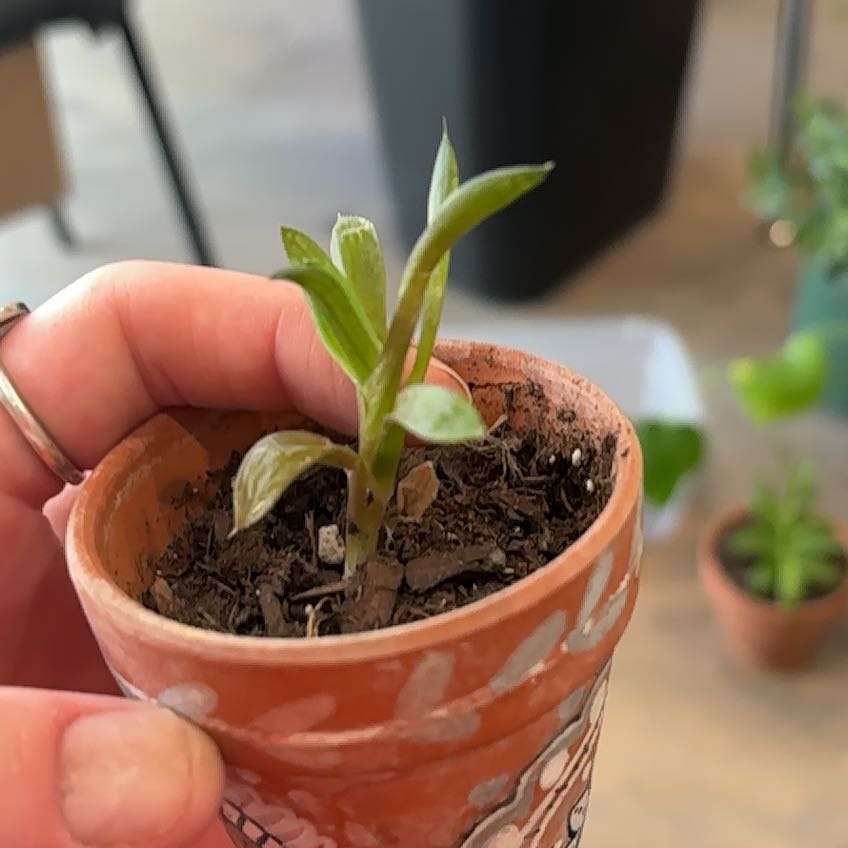 Photo of the plant species Star Window Plant by @ContentlyMango named Navajo on Greg, the plant care app