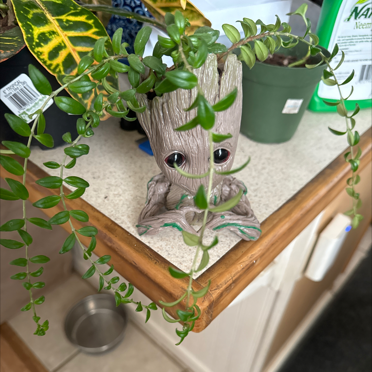 Photo of the plant species Box-leaf Lipstick Plant by @MotherHollyfern named Groot on Greg, the plant care app