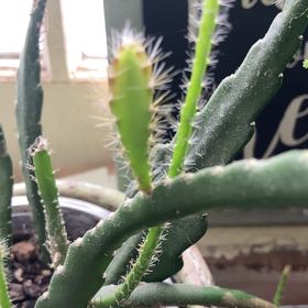 Photo of the plant species Assorted Epiphyllum by @MotherHollyfern named Marley(Jacob) on Greg, the plant care app