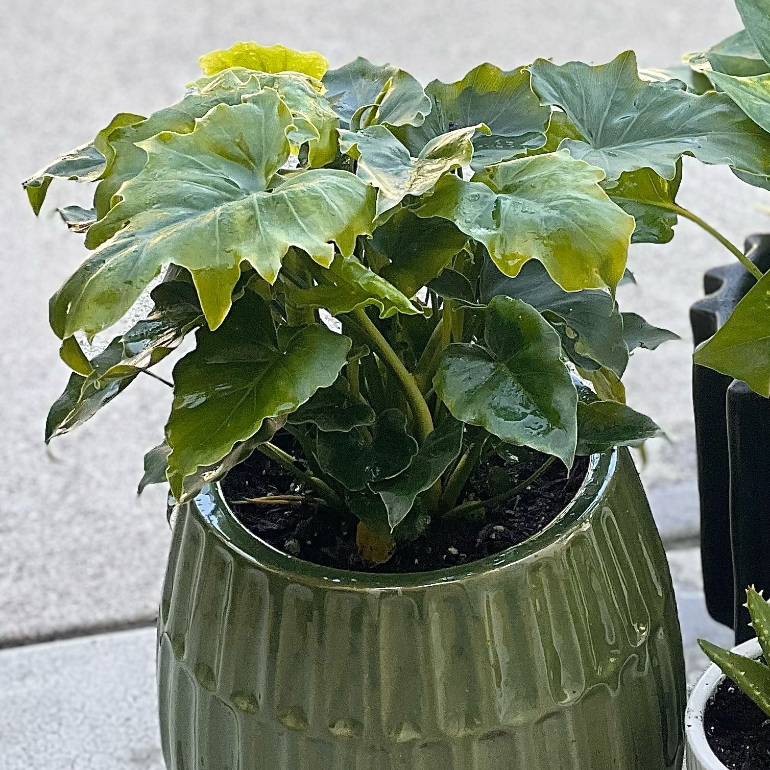 Photo of the plant species Shangri-La Philodendron by @LuckyPaperwhite named Prince on Greg, the plant care app