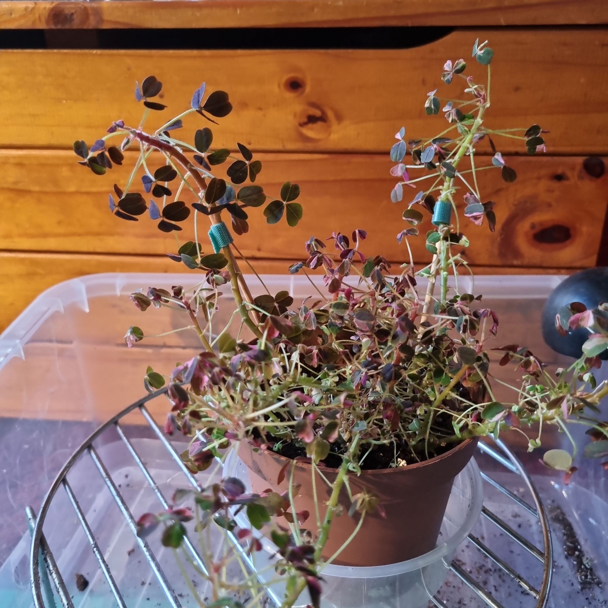 Photo of the plant species Oxalis spiralis 'Plum Crazy' by @JenniB81 named Alice on Greg, the plant care app