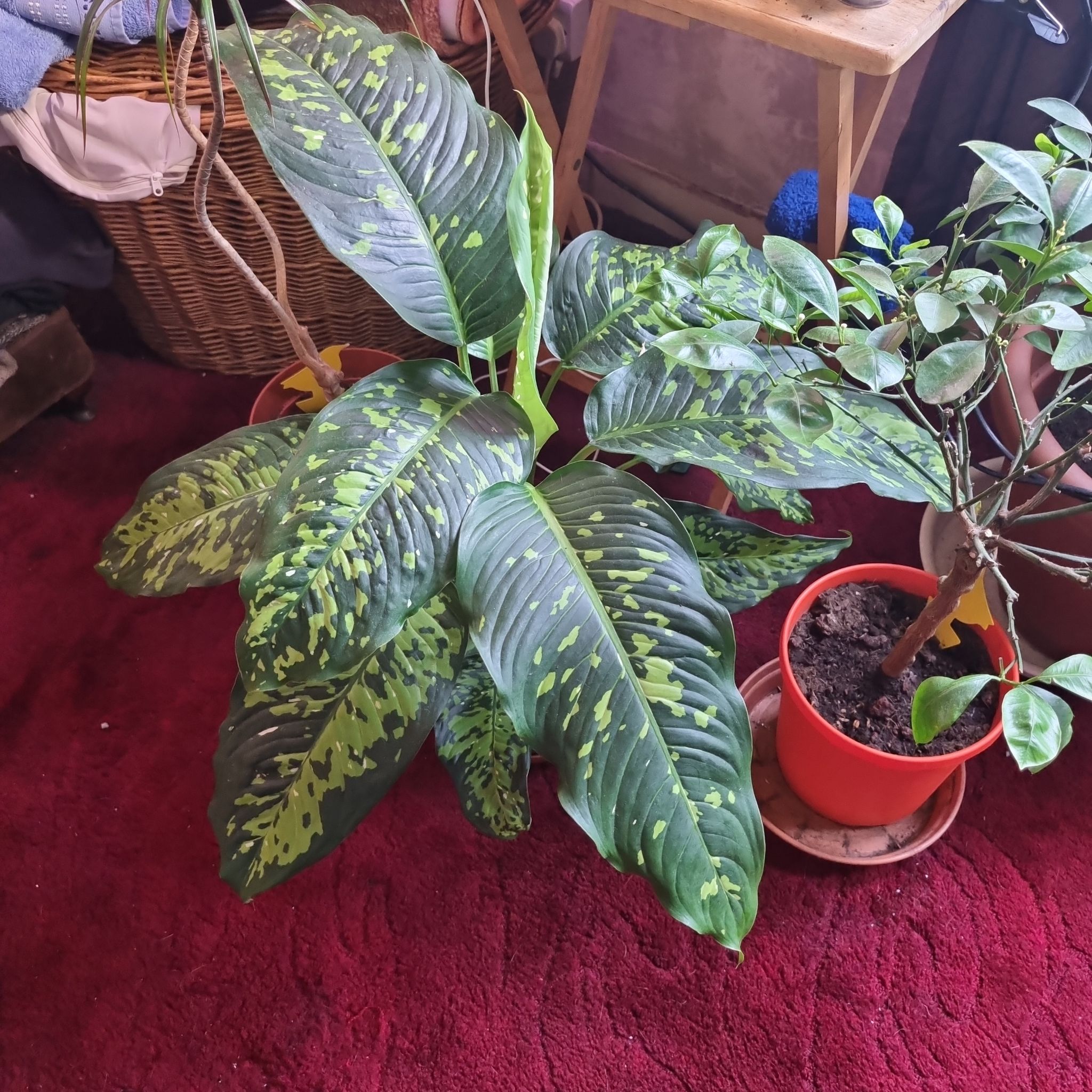 Photo of the plant species Dieffenbachia 'Cheetah' by @JenniB81 named Jasper on Greg, the plant care app