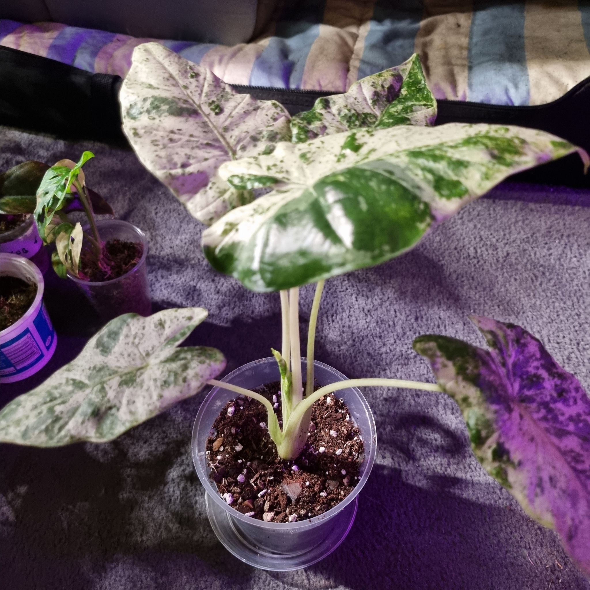 Photo of the plant species Alocasia 'Batik' by @JenniB81 named Carole on Greg, the plant care app