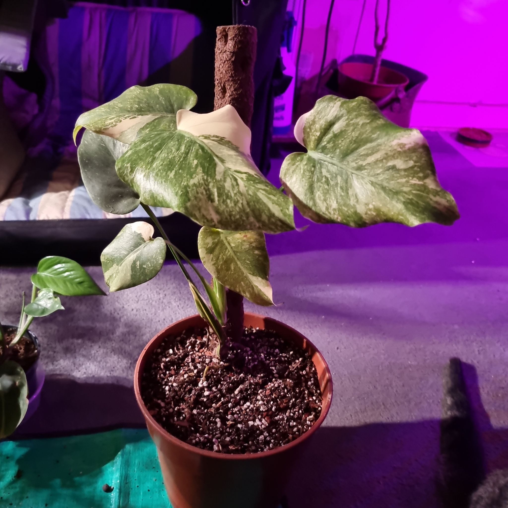 Photo of the plant species Monstera 'Platinum' by @JenniB81 named Precious on Greg, the plant care app