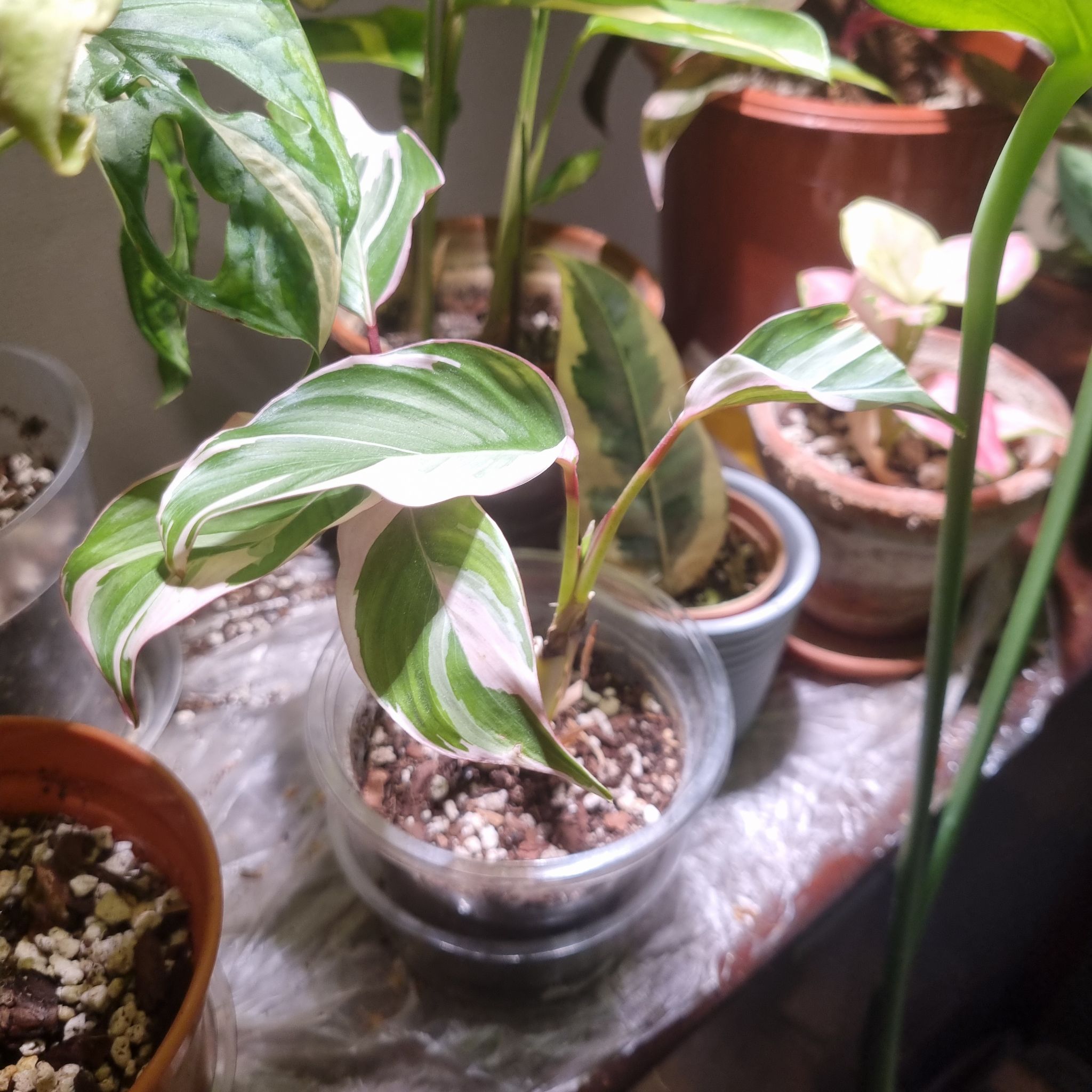 Photo of the plant species Calathea 'Princess Dalya' by @JenniB81 named Dalya on Greg, the plant care app