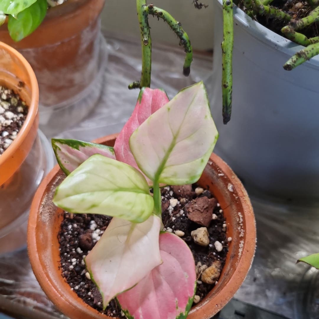 self destructing alocasia bambino pink variegated self destructing alocasia bambino pink variegated