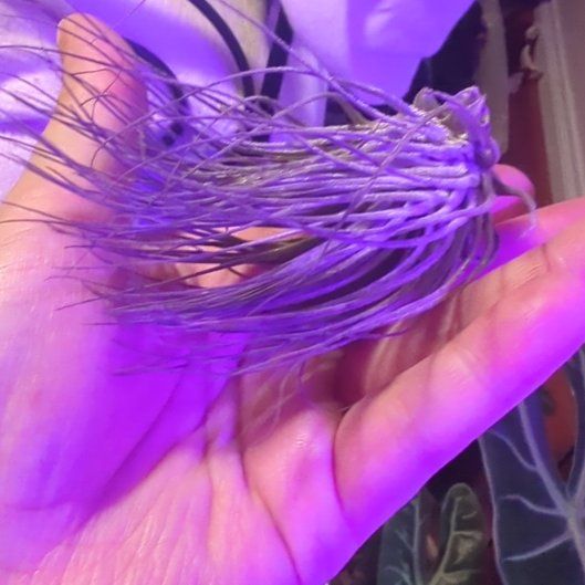 Photo of the plant species airplant by @HeroChinesetaro named Hemingway on Greg, the plant care app