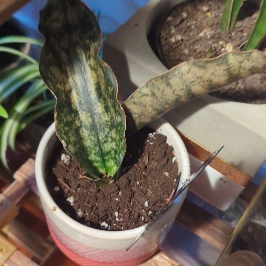 Photo of the plant species Sansevieria Kirkii Coppertone by @HeroChinesetaro named Queen on Greg, the plant care app