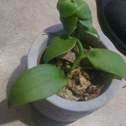 Photo of the plant species Vanilla Bean Plant by @HeroChinesetaro named Anne on Greg, the plant care app