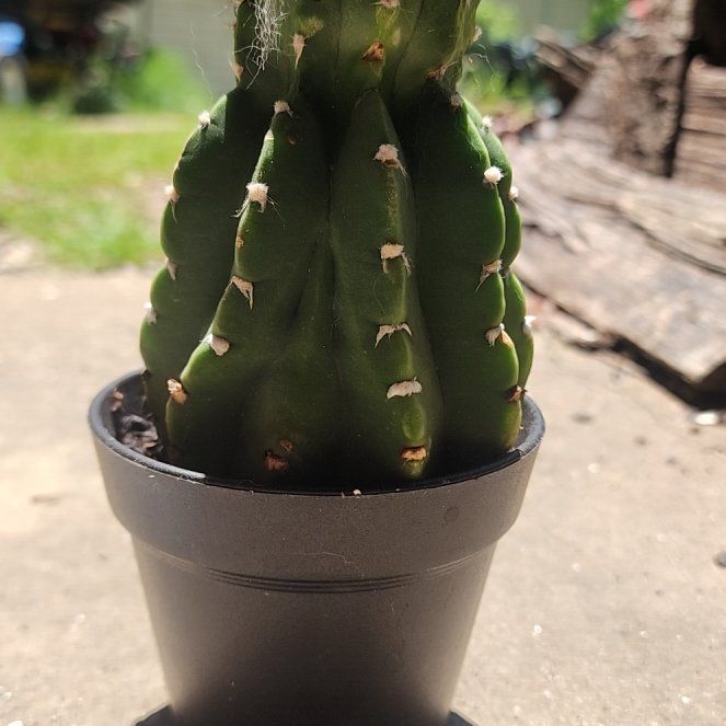 Photo of the plant species Easter Lily Cactus by @TunefulSagebush named Kobe on Greg, the plant care app