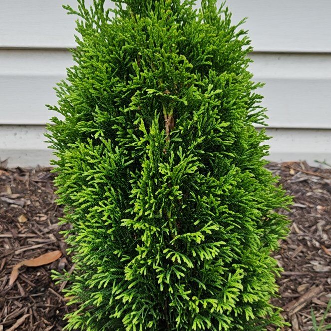 Photo of the plant species North Pole Arborvitae by @EthicalTobacco named Treeyoncé on Greg, the plant care app
