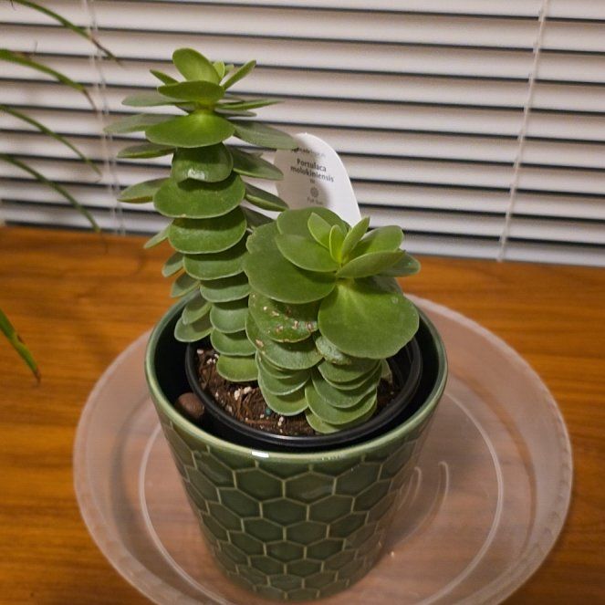 Photo of the plant species Portulaca molokiniensis 'Maraca' by @RulerFlatpea named Elina on Greg, the plant care app