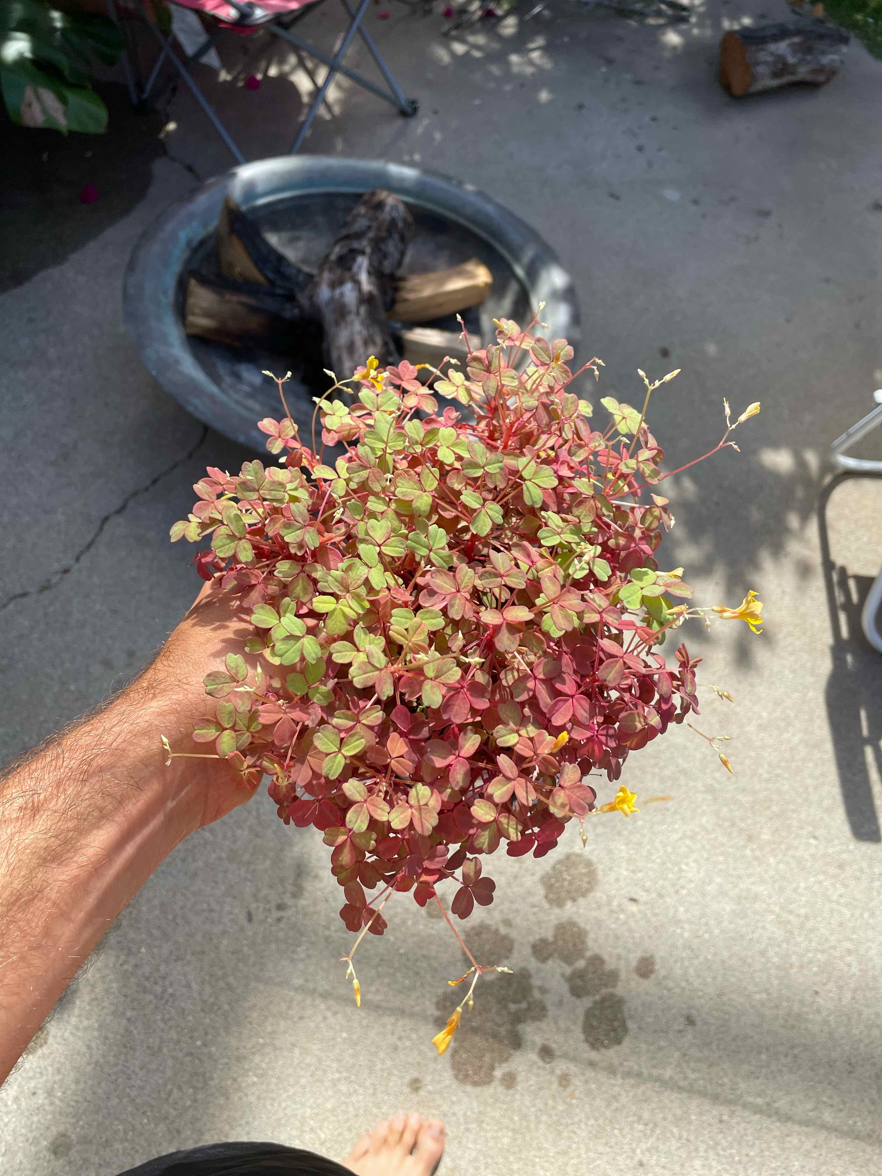 Creeping Woodsorrel plant with red and green leaves, held by a hand.
