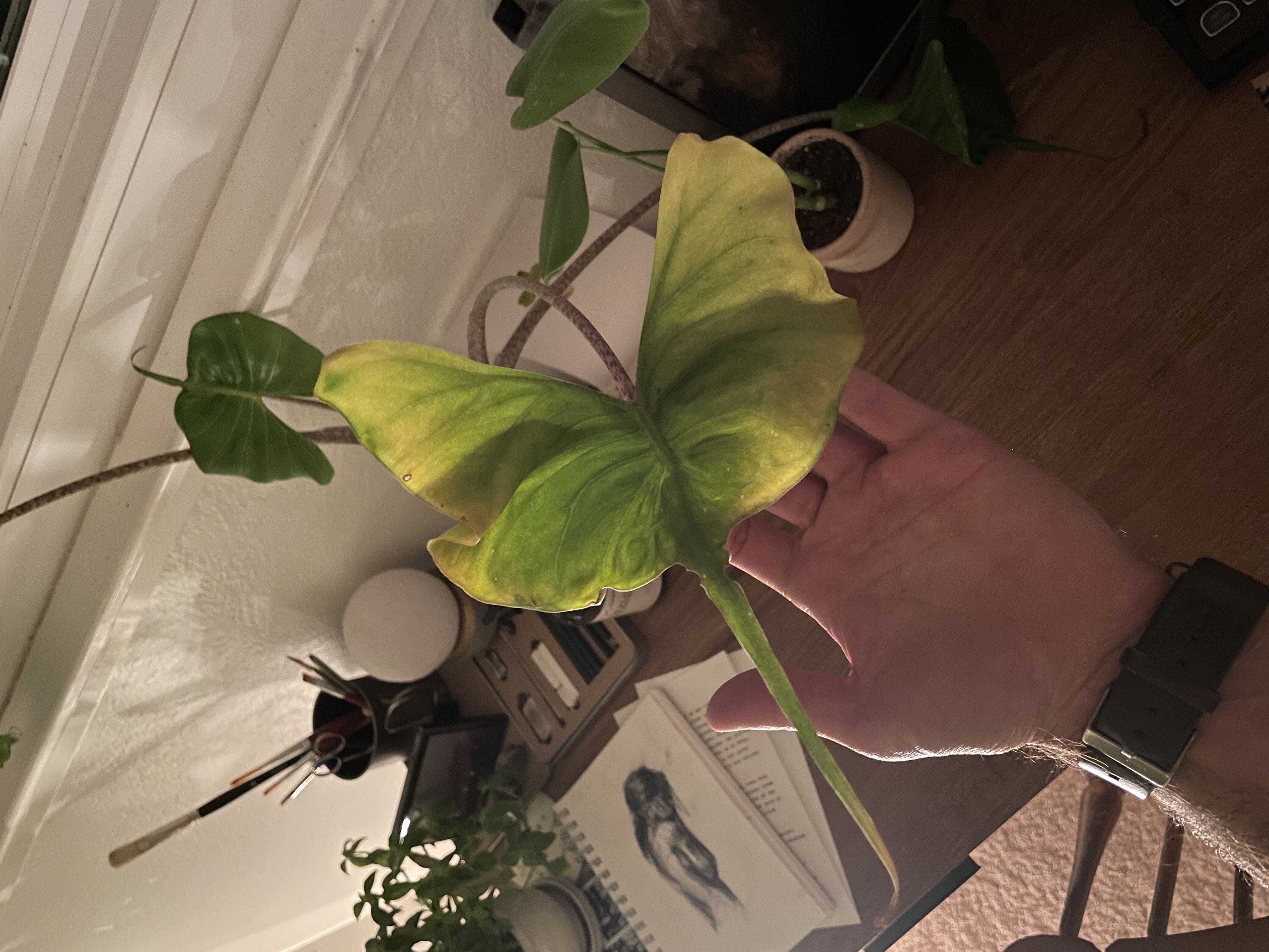 Photo from the post