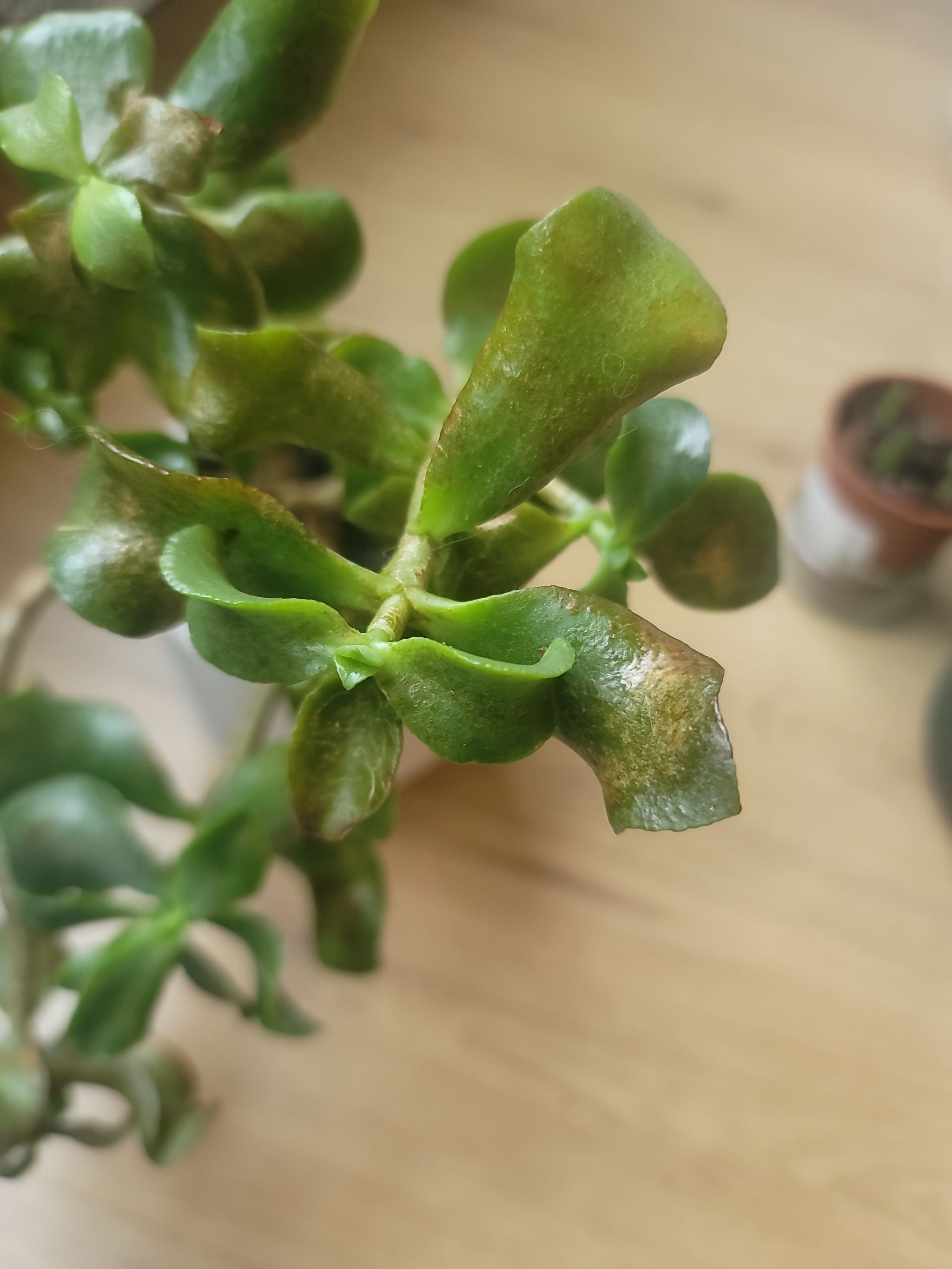 Crassula 'Blue Bird' Plant Care Water, Light, Nutrients Greg App 🌱