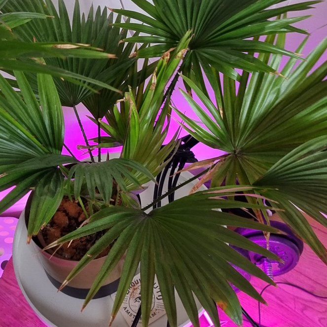 Photo of the plant species Fan Palm by @JollyLukiwan named Knork on Greg, the plant care app