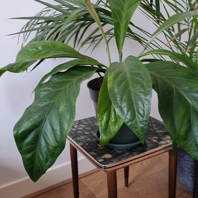 Photo of the plant species Anthurium Jungle King by @JollyLukiwan named Sexy cunt on Greg, the plant care app