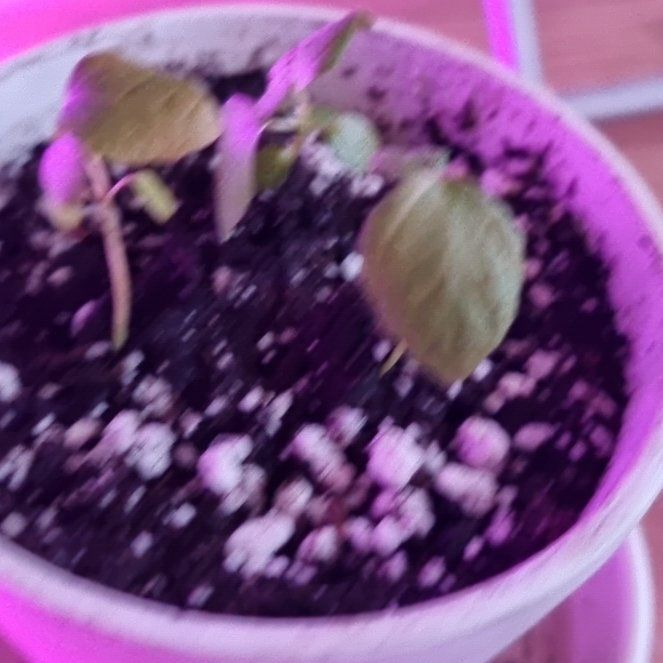 Photo of the plant species Negronne Fig by @JollyLukiwan named Nippy on Greg, the plant care app