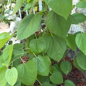Photo of the plant species American Basswood by @ImmaculateBonsi named Naomi on Greg, the plant care app