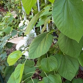 Photo of the plant species American Basswood by @ImmaculateBonsi named Sproutacus on Greg, the plant care app