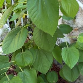 Photo of the plant species American Basswood by @ImmaculateBonsi named Mochi on Greg, the plant care app