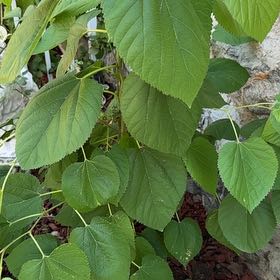Photo of the plant species Littleleaf Linden by @ImmaculateBonsi named Delilah on Greg, the plant care app