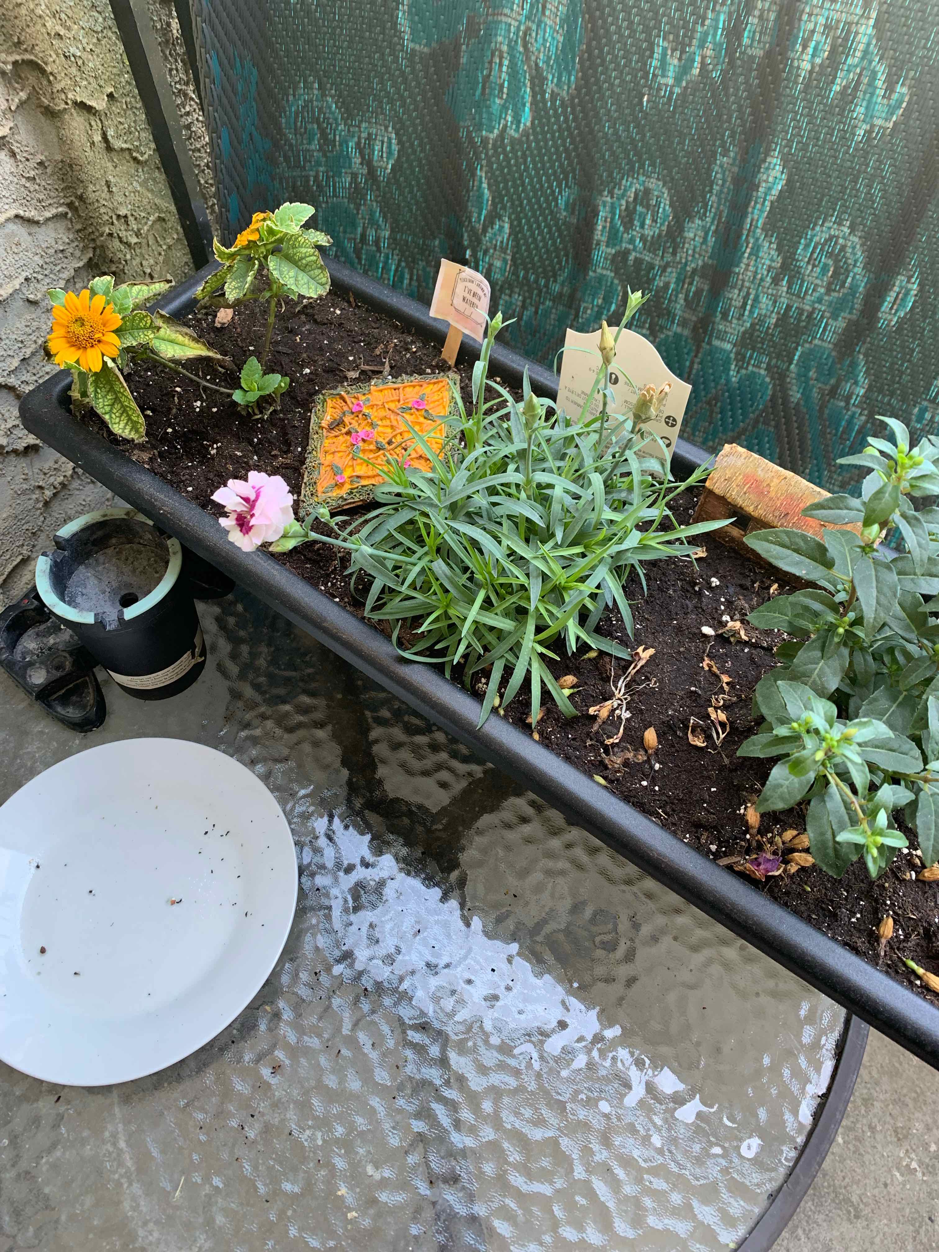 Planter with Border Carnation and other plants, soil visible, plants appear healthy.