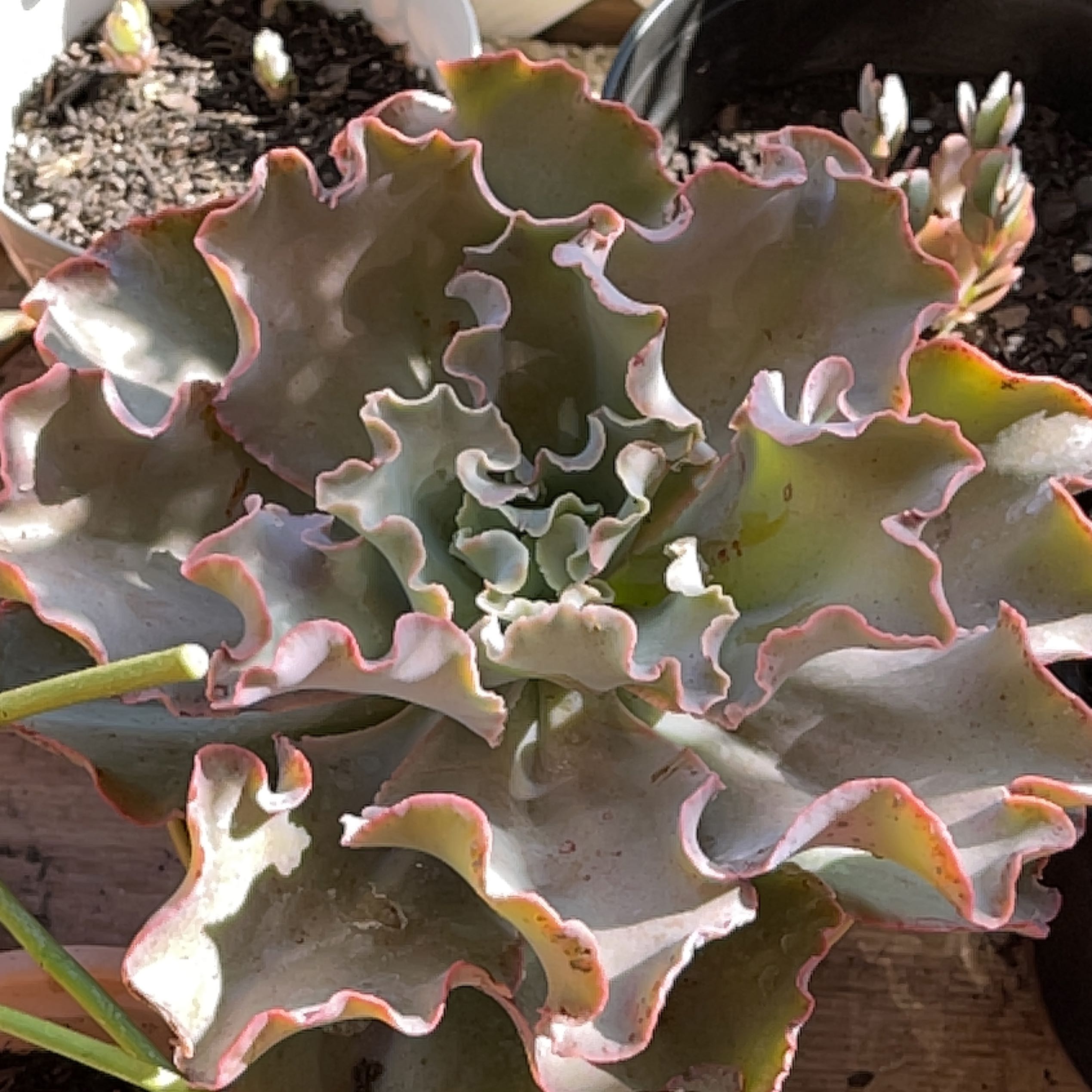 Photo of the plant species Echeveria 'Blue Giants' by @FastGlobeonion named Curie on Greg, the plant care app