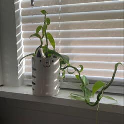 orchid vanilla plant