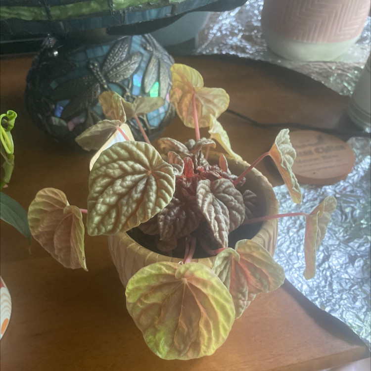 Photo of the plant species Peperomia Quito by @AffableCocoplum named Dorothy on Greg, the plant care app